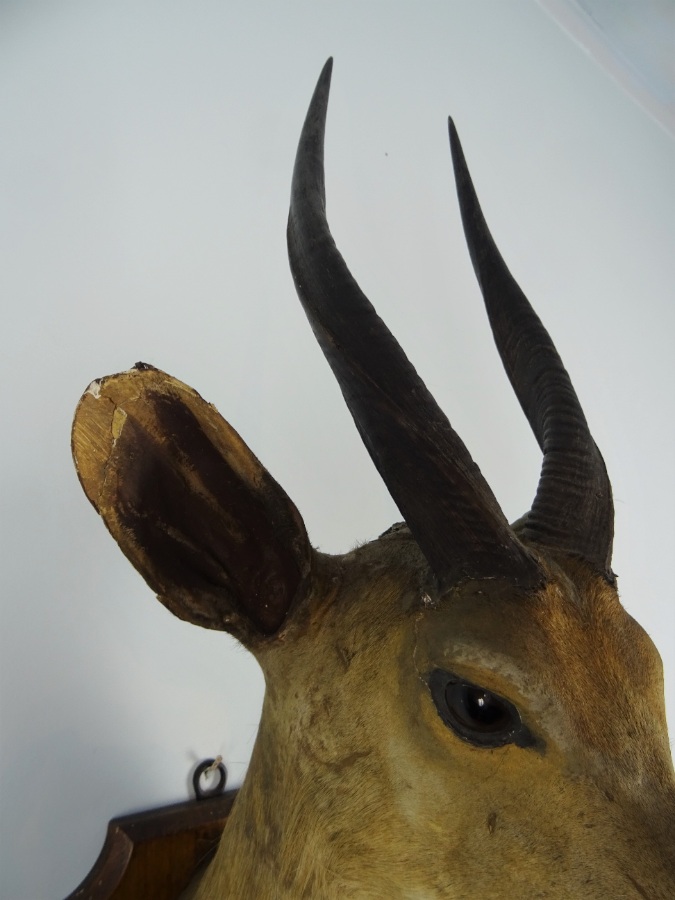 EDWARD GERRARD & SONS TAXIDERMY BUSHBUCK TROPHY HEAD